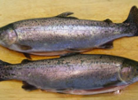 Forelle mit frischem Spinat