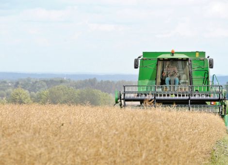 Kleinste Rapsernte seit über 20 Jahren