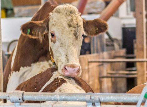 Erstkalbealter bei Jungrindern mithilfe von Sensoren senken