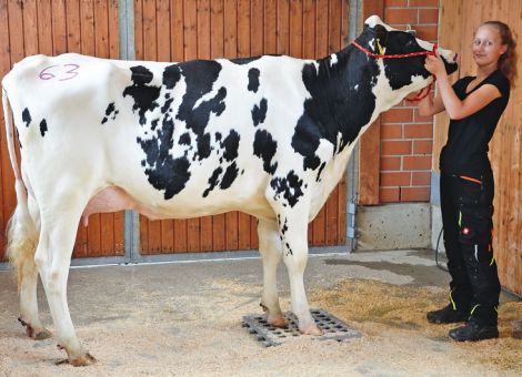 Färsenqualität top auf der Zuchtviehauktion in Alsfeld