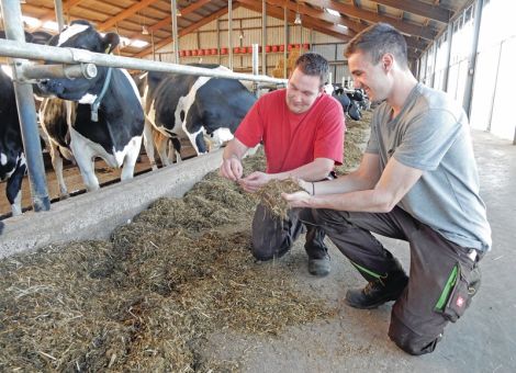 Phosphorausscheidungen von Milchkühen über Fütterung reduzieren