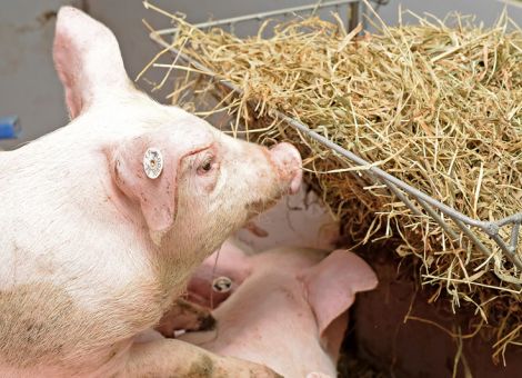 Umweltministerium soll „Vetorecht“ bekommen