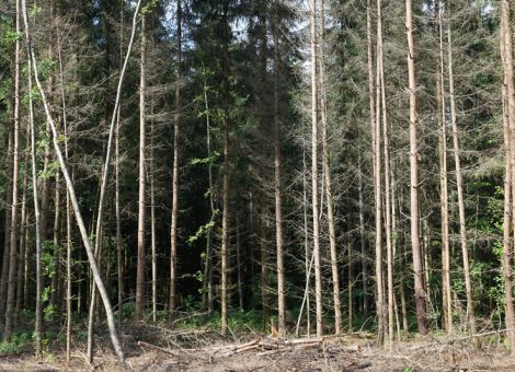 Land stellt Sofortprogramm für den Wald auf