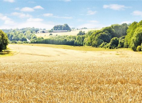 Braugerstenernte mit sehr unterschiedlichen Ergebnissen