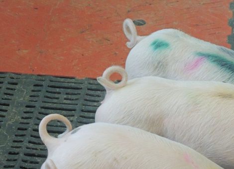 Langschwänze zu halten, ist eine Herausforderung