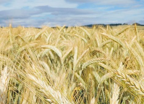 Wintertriticale hat nicht enttäuscht