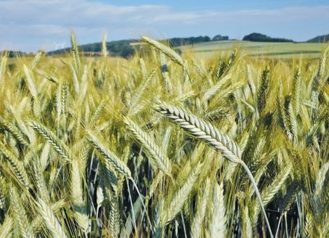 Die Pflanzenschutzintensität in Wintertriticale steigt