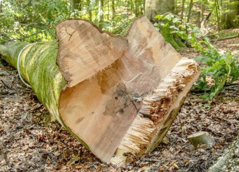 Kranke Buchen unter besonderen Vorsichtsmaßnahmen fällen