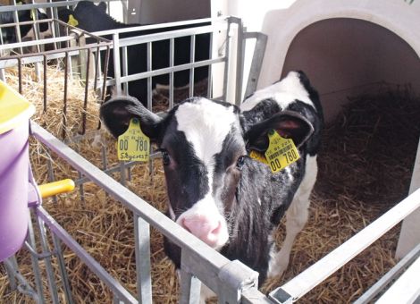 Die Milchkanne ist das Nadelöhr