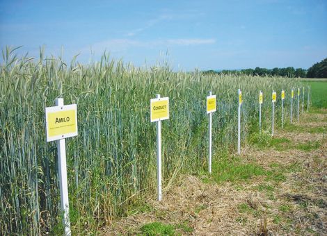 Rekorderträge im Öko-Roggen