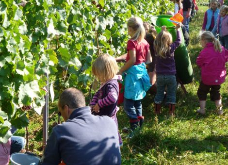Gute Aussichten für die Weinlese 2019