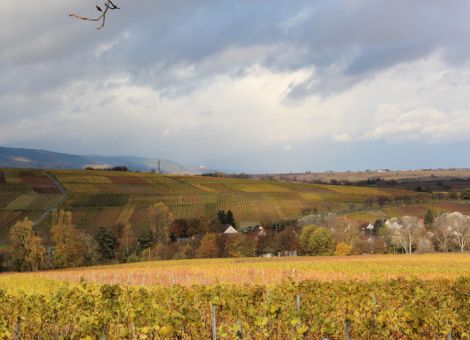Winzer erwarten eine marktgerechte Menge