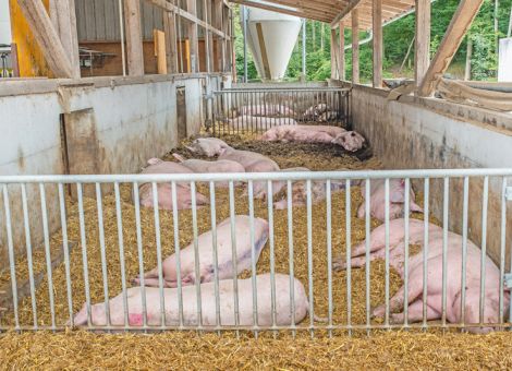 Wie geht es weiter mit der Schweinehaltung?