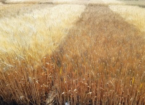 Inzwischen wird mehrheitlich Winterdurum angebaut