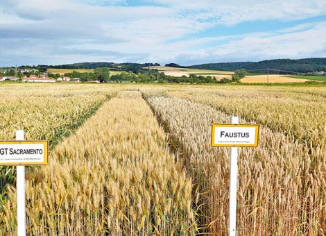 Mit frühen Weizensorten dem Klimawandel begegnen?