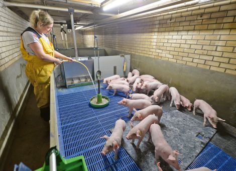 Länder geben grünes Licht für Isoflurannarkose