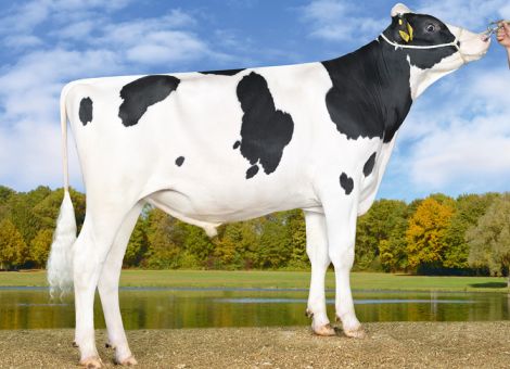 Aktuelle Vererber für Herbst 2019