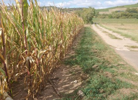 Bessere Einbindung der Landwirte bei Planung und Bau