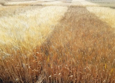 Inzwischen wird mehrheitlich Winterdurum angebaut