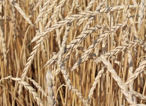 Neue Sorte glänzt mit höchstem Ertrag