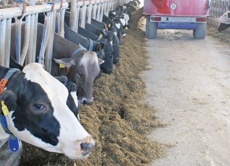 Viel Energie, wenig Rohprotein