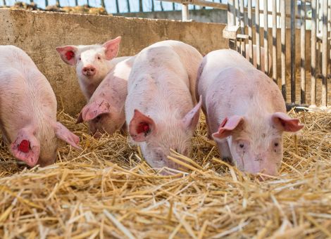 Mehr Tierwohl im Schweinestall wagen