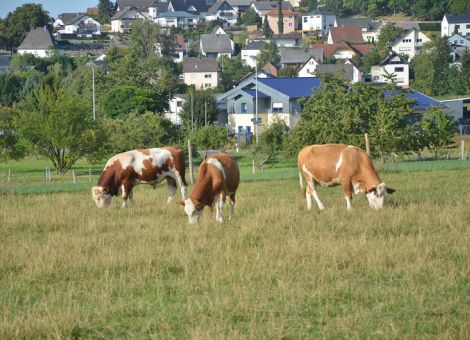 Spitzenresultate für hessische Fleckviehzüchter