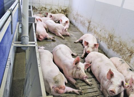 Angepasste Fütterung reduziert Nährstoffausstoß