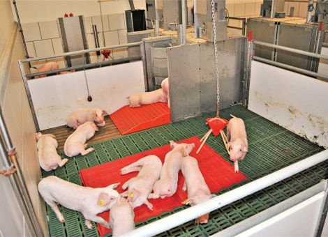 Welches Zink in Rationen für Aufzuchtferkel einsetzen?