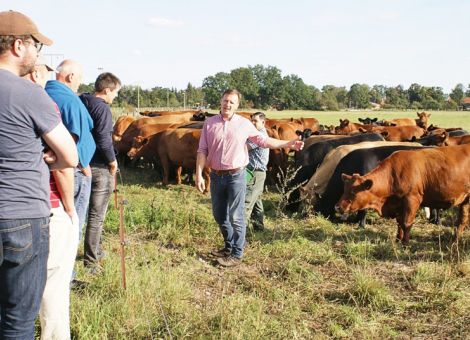 Rhöner Biosphärenrind im Mecklenburger Ludwigslust