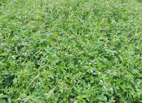 Herbe Ertragseinbußen auch in Rheinland-Pfalz