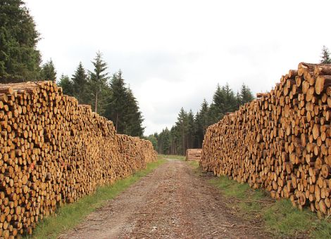 Käferholz dominiert weiterhin den Holzmarkt