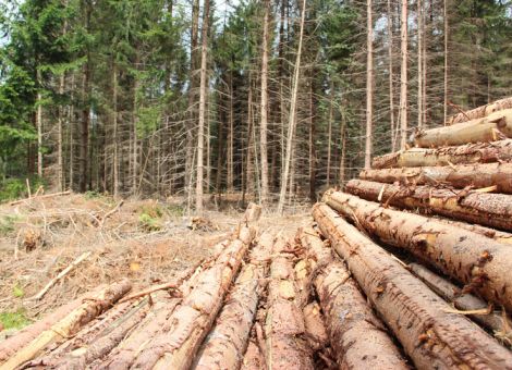 Erstmalig am Holzmarkt unterwegs