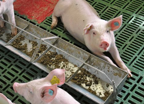 Pelletierte Melasseschnitzel reduzieren Schwanzbeißen