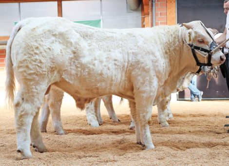 Herausragende Qualität bei Charolais-Schau