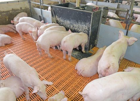 Forscher wollen Fleischprodukte ohne Ebergeruch produzieren