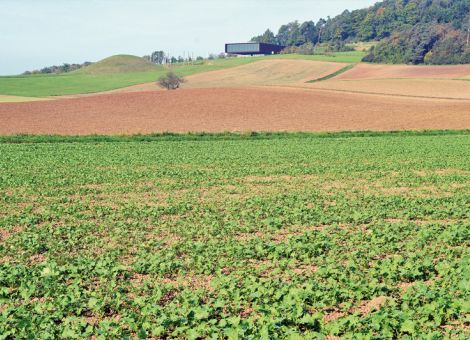 Zu weit entwickelte Pflanzen sind frostanfälliger