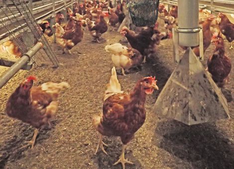Weniger Arbeit und mehr Tierwohl