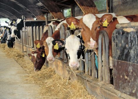 Futterknappheit – bei den Jungrindern sparen? 