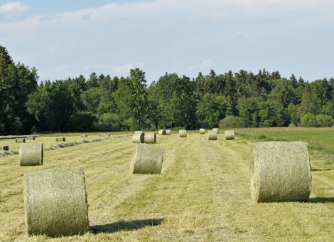 Raufutterpreise fallen trotz Knappheit