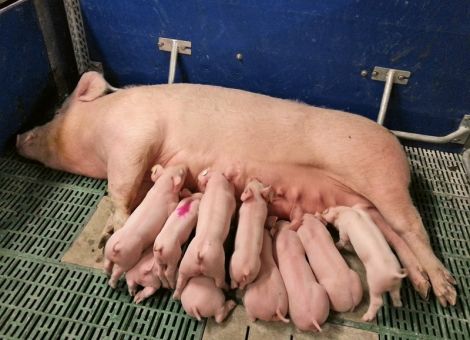 Mehr Arbeit und weniger Tierschutz