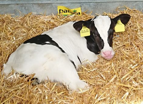Die Vorteile eines frühen Erstkalbealters nutzen