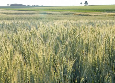 Preise für Getreide stabil, Kartoffeln ausbaufähig