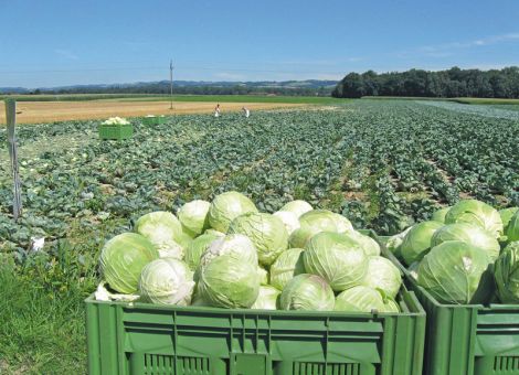 Ein Großteil des Weißkohls geht in Export