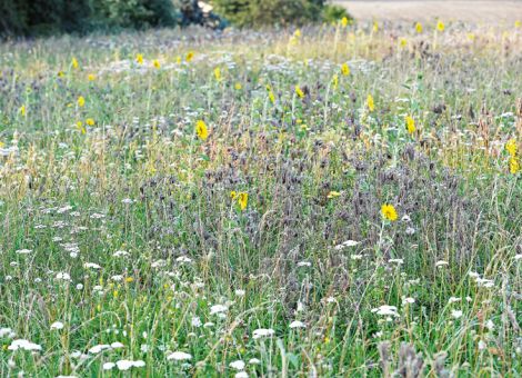 Mehr Vielfalt im Feld sinnvoll integrieren