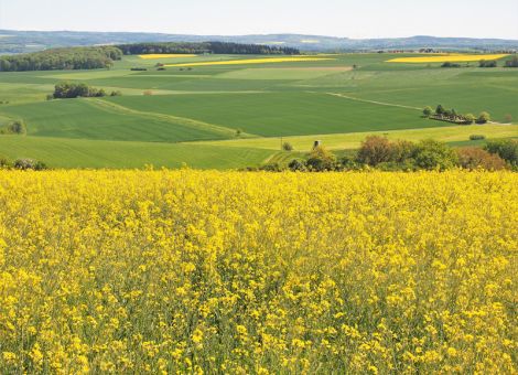 Dürrefolgen und niedrige Erträge