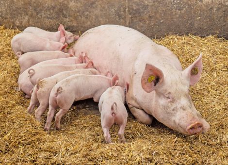 Bio-Schweine: Nachfrage 2019 leicht gebremst