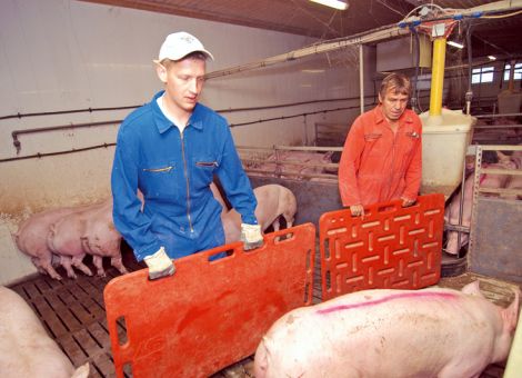 Schlachtschweinepreise auf dem Höhepunkt