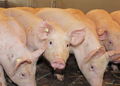 Schweinepest in China beflügelt deutschen Markt