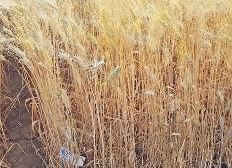 Auch für Hartweizen Vorverträge nutzen